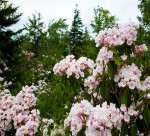 Forest-trees-flowers_-_West_Virginia_-_ForestWander